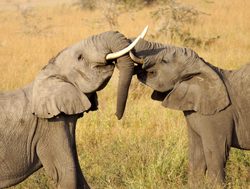 Tsavo East National Park elephants playing