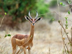 Tsavo East National Park gazelle