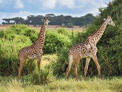 Tsavo East National Park giraffe
