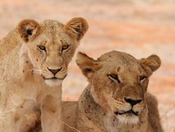 Tsavo East National Park pair of lioness