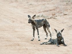 Tsavo East National Park wild dogs