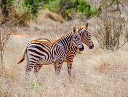 Tsavo East National Park zebra