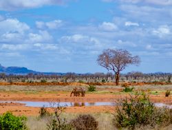 Tsavo East National Park zebras and landscape