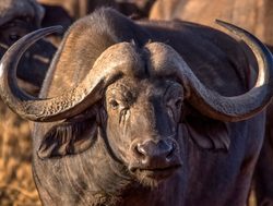 Tsavo West National Park buffalo profile