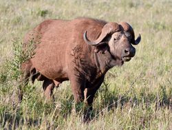 Tsavo West National Park buffalo