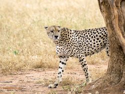 Tsavo West National Park cheetah