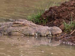 Tsavo West National Park crocodile