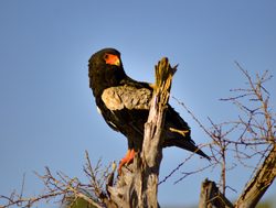 Tsavo West National Park eagle