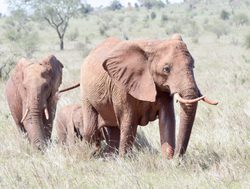 Tsavo West National Park elephants