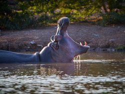 Tsavo West National Park hippopotamus