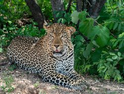 Tsavo West National Park leopard