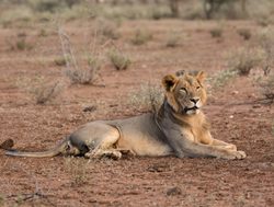 Tsavo West National Park lion
