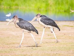 Tsavo West National Park maribou storks