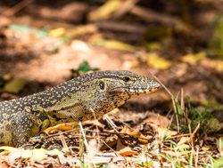 Tsavo West National Park monitor lizard