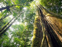 Tumucumaque National Park amazon rainforest tree