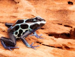 Tumucumaque National Park poison dart frog