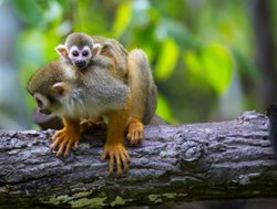 Tumucumaque National Park squirrel monkey