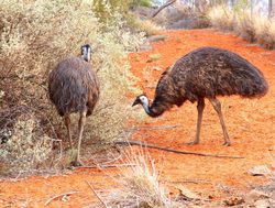 Uluru Kata Tjuta National Park emus