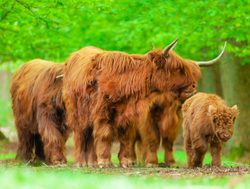 Veluwezoom National Park highland cows