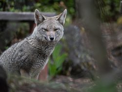 20211220224857 Wild fox in Vicente Perez Rosales National Park