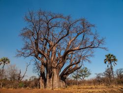 Victoria Falls National Park Baobab Tree