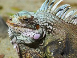 Virgin Island National Park iguana