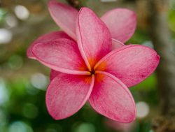 Virgin Island National Park pink flower