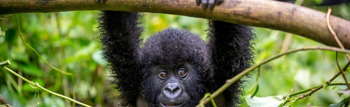 Featured image for Virunga National Park