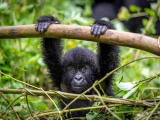 20210212175037-Virunga National Park baby gorilla hanging.jpg