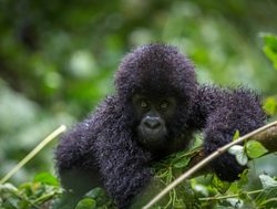 Virunga National Park baby mountain gorilla