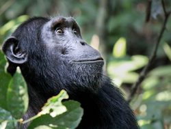 Virunga National Park chimpanzee