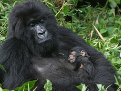 Virunga National Park mother gorilla with baby