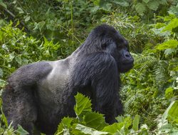Virunga National Park silverback mountain gorilla
