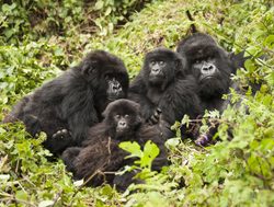 Volcanoes National Park gorilla family