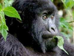 Volcanoes National Park mountain gorilla profile
