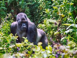 Volcanoes National Park sliverback mountain gorilla
