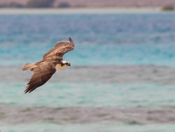 Wadi el Gemal National Park osprey flying