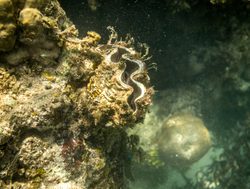 Watamu Marine National Park clam