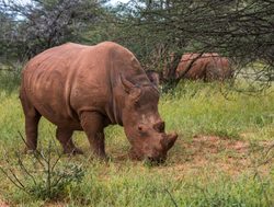 Waterberg Plateau National Park rhinoceroses