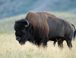 Waterton Lakes National Park bison