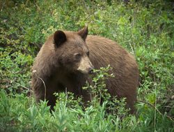 Waterton Lakes National Park black bear