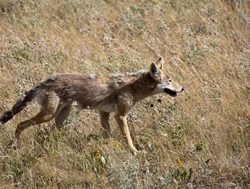Waterton Lakes National Park coyote