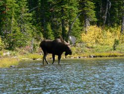 Waterton Lakes National Park moose in lake