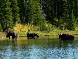 Waterton Lakes National Park three moose