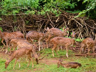 20210212181228-Waza National Park spotted deer.jpg