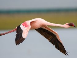 West Coast National Park flamingo