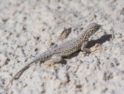 White Sands National Park lizard