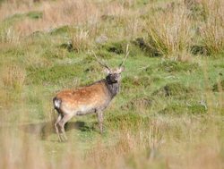 Wicklow Mountains National Park male red deer
