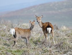 Wicklow Mountains National Park pair of femal red deer