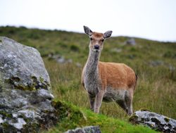 Wicklow Mountains National Park red deer